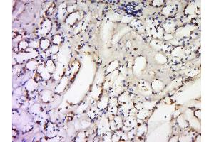 Formalin-fixed and paraffin embedded human kidney labeled with Anti-TNFSF18 Polyclonal Antibody, Unconjugated  at 1:300 followed by conjugation to the secondary antibody and DAB staining. (TNFSF18 抗体  (AA 101-199))