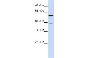 WB Suggested Anti-PPP2R5A Antibody Titration: 0. (PPP2R5A 抗体  (N-Term))