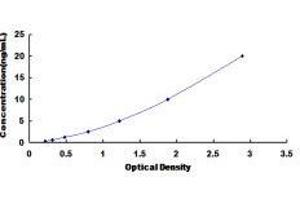 ELISA image for Major Histocompatibility Complex, Class II, DQ beta 1 (HLA-DQB1) ELISA Kit (ABIN417886)