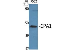 Western Blot (WB) analysis of specific cells using CPA1 Polyclonal Antibody. (CPA1 抗体  (Internal Region))