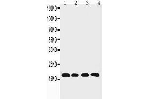 Anti-Cyclophilin B antibody, Western blotting Lane 1: Rat Ovary Tissue Lysate Lane 2: HELA Cell Lysate Lane 3: 293T Cell Lysate Lane 4: A431 Cell Lysate (PPIB 抗体  (C-Term))