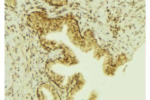 ABIN6277010 at 1/100 staining Mouse colon tissue by IHC-P. (PTP4A3 抗体  (C-Term))