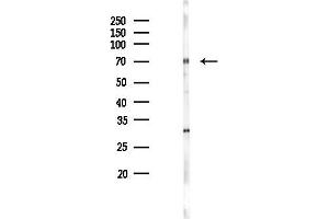 Western blot analysis of lysates from Hela cells(UV 30 min treatment), using DDX51 Antibody at 1/1000 dilution.