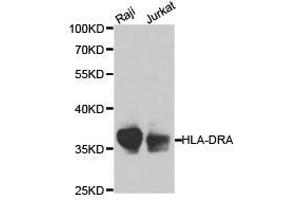 Western Blotting (WB) image for anti-HLA Class II DR alpha (HLA-DRA) antibody (ABIN1873030) (HLA-DRA 抗体)