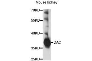 Western blot analysis of extracts of mouse kidney, using DAO antibody (ABIN1876497) at 1:1000 dilution. (D Amino Acid Oxidase 抗体)