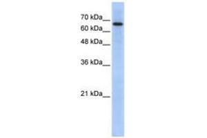 Image no. 1 for anti-rho GTPase Activating Protein 28 (ARHGAP28) (AA 71-120) antibody (ABIN6741249) (ARHGAP28 抗体  (AA 71-120))