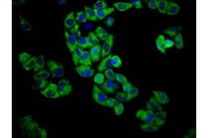 Immunofluorescence staining of Hela cells with ABIN7164473 at 1:100, counter-stained with DAPI. (GPR174 抗体  (AA 291-333))