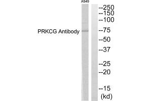 Western blot analysis of extracts from A549 cells, using PRKCG antibody. (PKC gamma 抗体  (Internal Region))