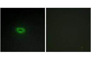 Immunofluorescence (IF) image for anti-Chromosome 2 Open Reading Frame 40 (C2orf40) (AA 41-90) antibody (ABIN2889756) (C2orf40 抗体  (AA 41-90))