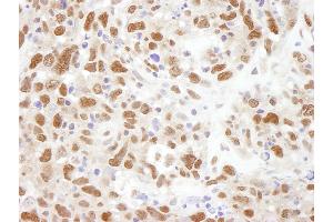 anti-Budding Uninhibited By Benzimidazoles 3 Homolog (Yeast) (BUB3) (AA 275-325) antibody
