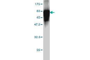 Western Blot detection against Immunogen (74. (ITFG2 抗体  (AA 1-447))