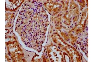 IHC image of ABIN7160770 diluted at 1:200 and staining in paraffin-embedded human kidney tissue performed on a Leica BondTM system.