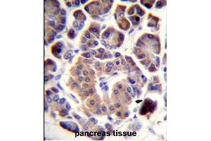 TRIM36 Antibody (Center) (ABIN657728 and ABIN2846713) immunohistochemistry analysis in formalin fixed and paraffin embedded human pancreas tissue followed by peroxidase conjugation of the secondary antibody and DAB staining. (TRIM36 抗体  (AA 310-339))