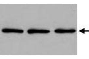 Western blot for PABPC1 monoclonal antibody, clone 10E10  on HeLa cell extracts (left lane).