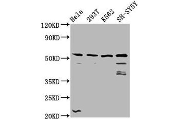 RUFY3 anticorps  (AA 243-352)