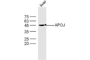 Mouse liver lysates probed with Rabbit Anti-Apolipoprotein J Polyclonal Antibody, Unconjugated  at 1:500 for 90 min at 37˚C. (Clusterin 抗体  (AA 331-449))