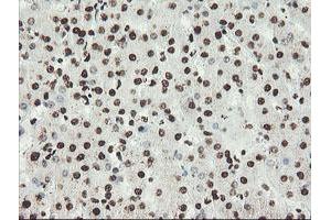 Image no. 12 for anti-Non-POU Domain Containing, Octamer-Binding (NONO) (AA 184-385) antibody (ABIN1491073)