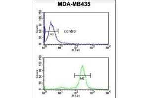 PRK Antibody (ABIN652306 and ABIN2841396) flow cytometric analysis of MDA-M cells (bottom histogram) compared to a negative control cell (top histogram). (PRKAA1 抗体)