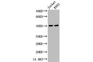 Western Blotting (WB) image for anti-Fc Fragment of IgG, Low Affinity IIIa, Receptor (CD16a) (FCGR3A) antibody (ABIN7189216)