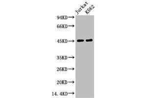 Western blot analysis of 1) Jurkat, 2) K562, diluted at 1:2000. (FCGR3A 抗体)