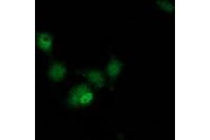 Immunofluorescence (IF) image for anti-Hydroxyacylglutathione Hydrolase-Like (HAGHL) antibody (ABIN1498572) (HAGHL 抗体)