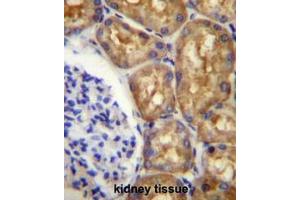 ASS1 Antibody (C-term) immunohistochemistry analysis in formalin fixed and paraffin embedded human kidney tissue followed by peroxidase conjugation of the secondary antibody and DAB staining. (ASS1 抗体  (C-Term))