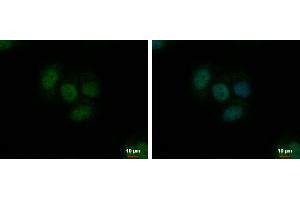 ICC/IF Image TrxR1 antibody [N1N3] detects TrxR1 protein at nucleus by immunofluorescent analysis.