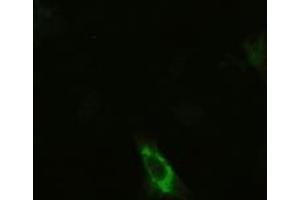 Anti-KRT19 mouse monoclonal antibody (ABIN2452360) immunofluorescent staining of HeLa cells transiently transfected by pCMV6-ENTRY KRT19 (RC209707) (Cytokeratin 19 抗体  (AA 240-390))