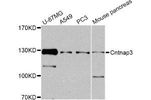 Western blot analysis of extracts of various cell lines, using Cntnap3 Antibody. (CNTNAP3 抗体)