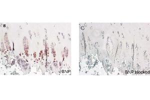 Immunohistochemistry image of proBNP staining in paraffin section of human tibial growth Plate. (proBNP 抗体  (AA 1-21))