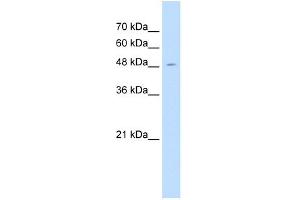 WB Suggested Anti-SEMG1 Antibody Titration:  1. (SEMG1 抗体  (C-Term))