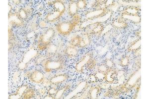 ABIN6257352 and ABIN6275243 at 1/100 staining human normal kidney tissue by IHC-P. (MRPL39 抗体  (C-Term))