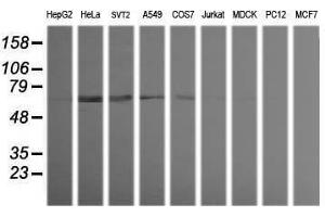 Image no. 2 for anti-Tripartite Motif Containing 38 (TRIM38) (AA 1-265) antibody (ABIN1490688) (TRIM38 抗体  (AA 1-265))