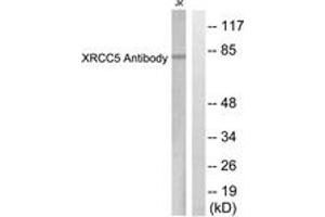 Western blot analysis of extracts from Jurkat cells, using XRCC5 Antibody. (X-Ray Repair Cross Complementing 5 (AA 683-732) 抗体)