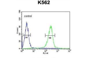 WDR49 Antibody (C-term) flow cytometric analysis of K562 cells (right histogram) compared to a negative control cell (left histogram). (WDR49 抗体  (C-Term))