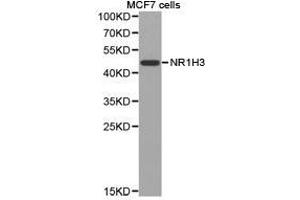 Western Blotting (WB) image for anti-Nuclear Receptor Subfamily 1, Group H, Member 3 (NR1H3) antibody (ABIN1873948) (NR1H3 抗体)