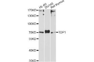 Western blot analysis of extracts of various cell lines, using TDP1 Antibody (ABIN5972797) at 1/1000 dilution. (TDP1 抗体)