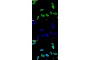 RNA pol II CTD phospho Ser5 antibody tested by immunofluorescence. (Rpb1 CTD 抗体  (pSer5, Ser5))
