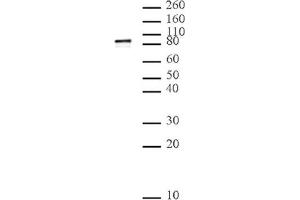 L3MBTL2 pAb tested by Western blot. (L3MBTL2 抗体  (AA 1-230))