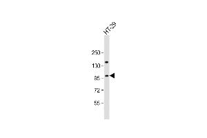 Anti-ATXN1 Antibody  at 1:2000 dilution + HT-29 whole cell lysate Lysates/proteins at 20 μg per lane. (Ataxin 1 抗体  (AA 754-781))