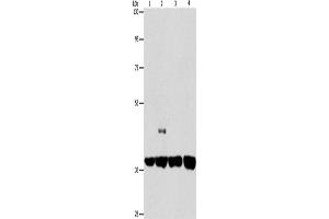 Western Blotting (WB) image for anti-serpin Peptidase Inhibitor, Clade A (Alpha-1 Antiproteinase, Antitrypsin), Member 9 (SERPINA9) antibody (ABIN2434224) (SERPINA9 抗体)