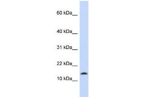 WB Suggested Anti-SNCA Antibody Titration:  0. (SNCA 抗体  (Middle Region))