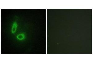 Immunofluorescence (IF) image for anti-Ephrin A1 (EFNA1) (Internal Region) antibody (ABIN1849236) (Ephrin A1 抗体  (Internal Region))
