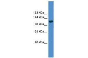 Image no. 1 for anti-Pyruvate Carboxylase (PC) (AA 981-1030) antibody (ABIN6746621) (PC 抗体  (AA 981-1030))