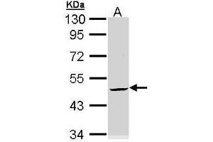 WB Image Sample (30 ug of whole cell lysate) A: Hela 10% SDS PAGE antibody diluted at 1:3000