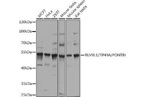 Western blot analysis of extracts of various cell lines, using RUVBL1/TIP49A/PONTIN antibody (ABIN6132606, ABIN6147318, ABIN6147320 and ABIN6218477) at 1:1000 dilution. (RUVBL1 抗体  (AA 1-214))