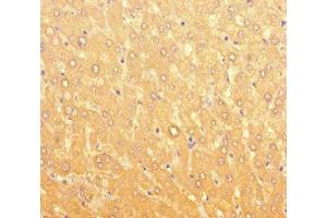 Immunohistochemistry of paraffin-embedded human liver tissue using ABIN7166656 at dilution of 1:100 (LPAL2 抗体  (AA 52-124))