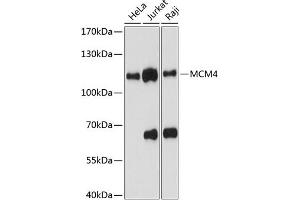 Western blot analysis of extracts of various cell lines, using MCM4 antibody (ABIN6134153, ABIN6143642, ABIN6143643 and ABIN6217540) at 1:1000 dilution. (MCM4 抗体  (AA 350-450))