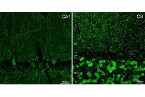 Indirect immunostaining of PFA fixed mouse brain sections (dilution 1 : 500). (GABRA1 抗体  (AA 28-43))
