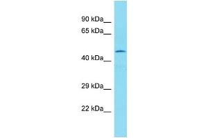 Western Blotting (WB) image for anti-Family with Sequence Similarity 154, Member B (FAM154B) (Middle Region) antibody (ABIN2791524) (FAM154B 抗体  (Middle Region))